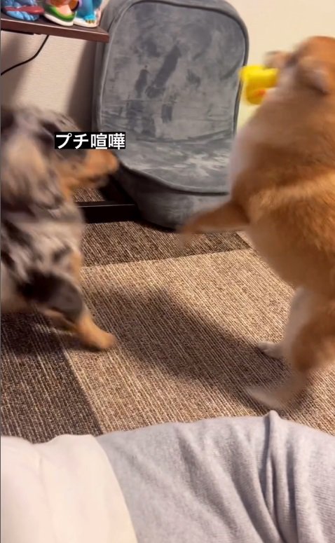 引っ張り上げたチロルちゃんの勝利！