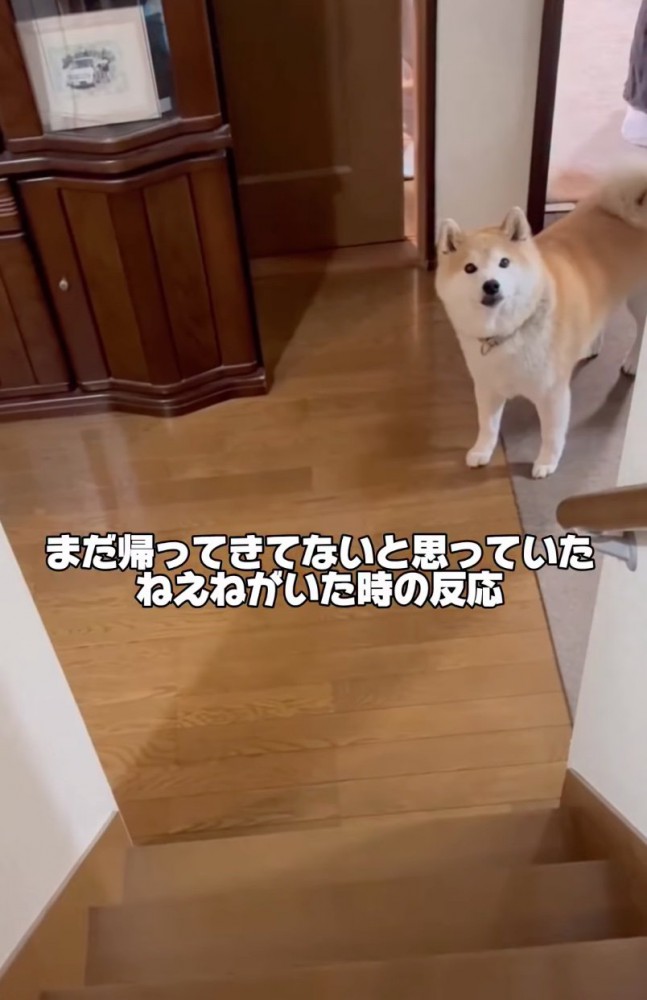 階段上を見つめる柴犬