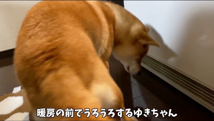 ストーブに近づく犬