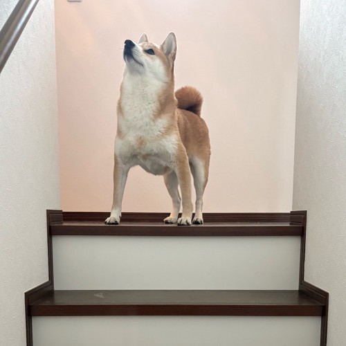 凛々しい