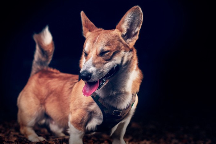 くしゃみをする犬