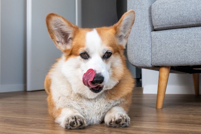 口を舐める犬