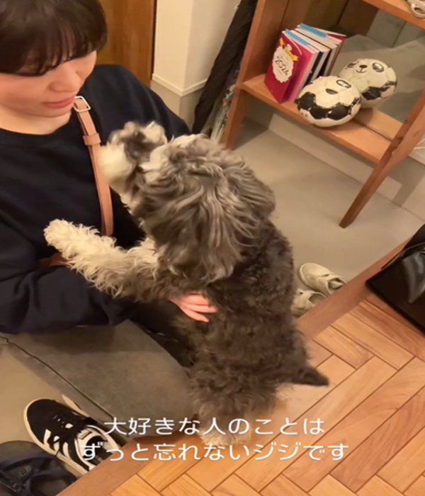 見つめる犬4