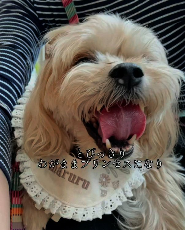わがままプリンセスなまるるちゃん