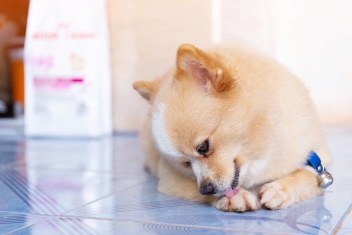 手を舐めている犬の写真