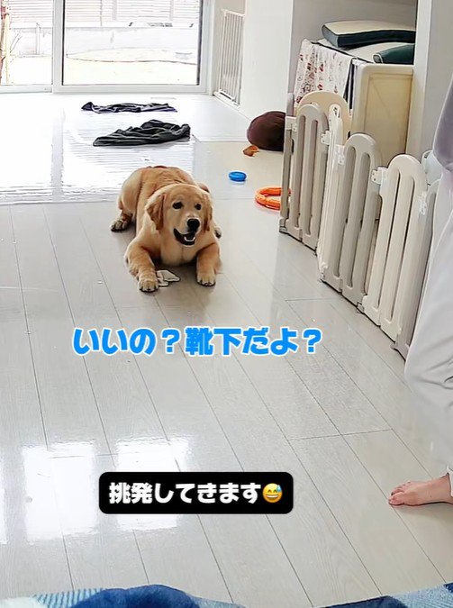 子育て中の家族とこてつ君の日常3