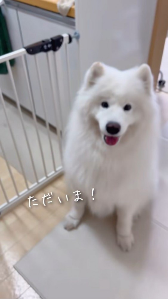 ただいま！と座って出迎えるサモエド