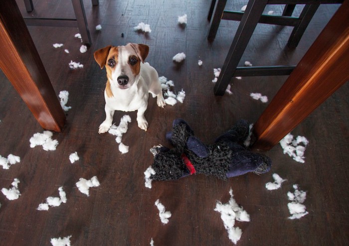 散らかった部屋とこちらを見上げる犬