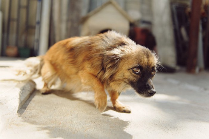 怯えて体勢を低くする犬、マズルが黒い垂れ耳