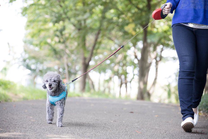 飼い主と散歩するトイプードル