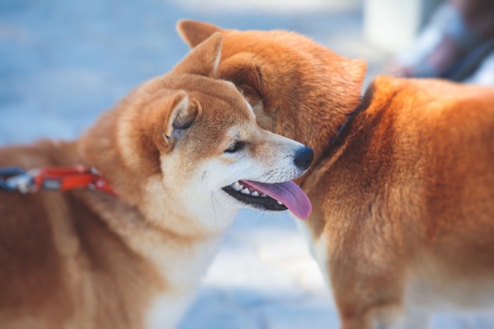 柴犬の横顔、2匹