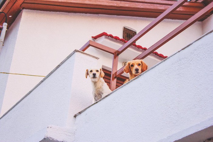 バルコニーから外を眺めている二頭の犬