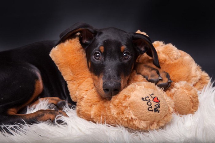 黒い犬と茶色のぬいぐるみ