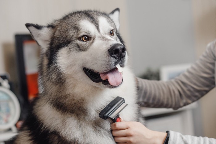 ブラッシング中の犬