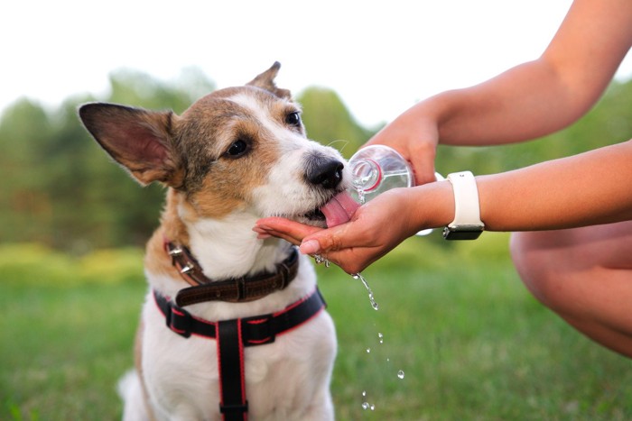 ペットボトル、手から水を飲む