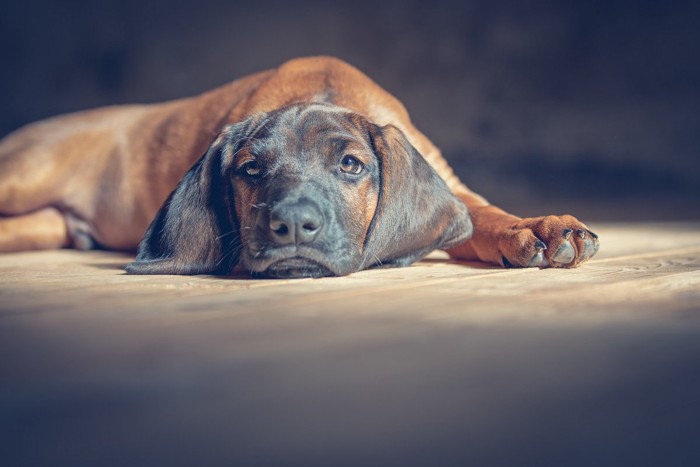 寂しそうな犬