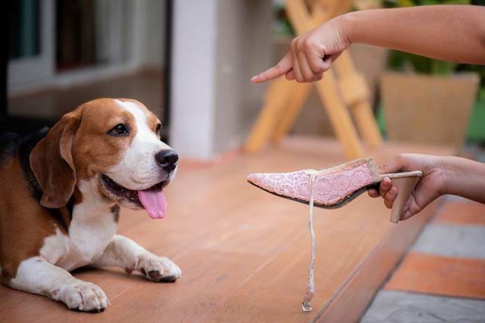 靴を壊して叱られる犬