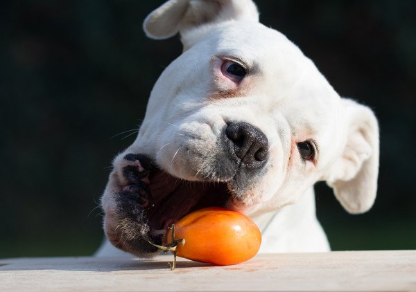 犬にトマトを与えても大丈夫