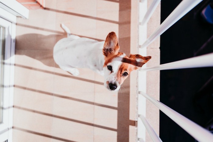 ベランダに出る犬