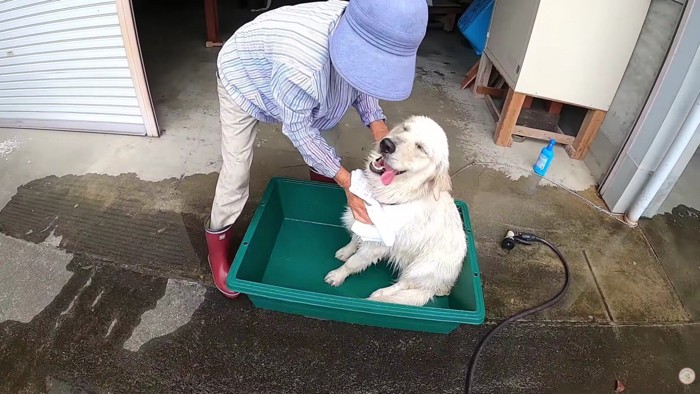 ゴシゴシとタオルドライ