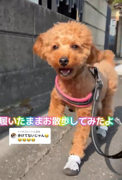 靴を履いてお散歩中