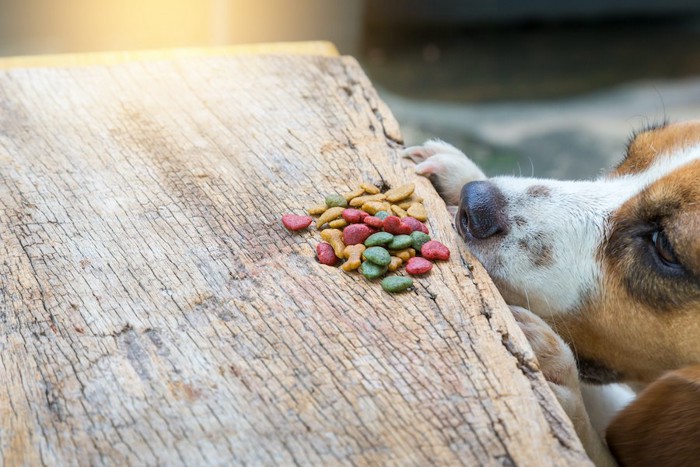 放置された食べ物を見る犬