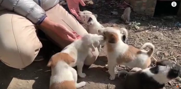 手に集まる子犬達