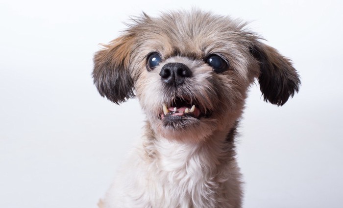 「えー」という表情の犬