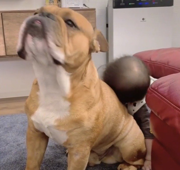 顔を上げる犬と寄り添う赤ちゃん