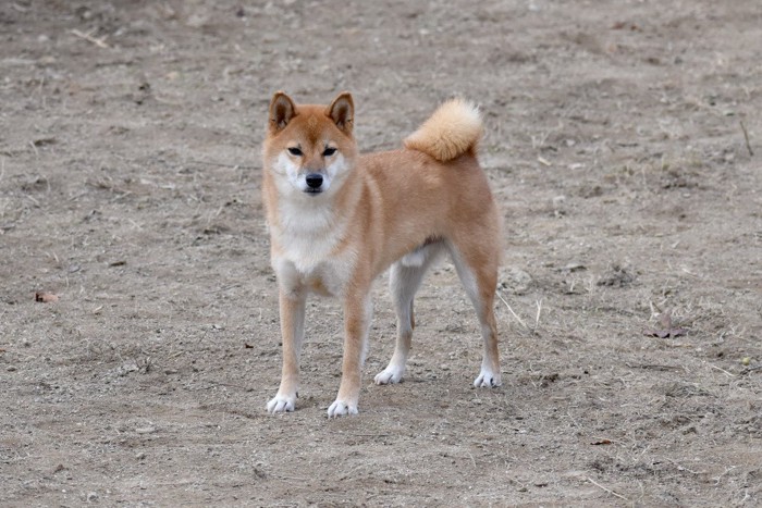 立ち止まって無表情でジッと見つめる柴犬