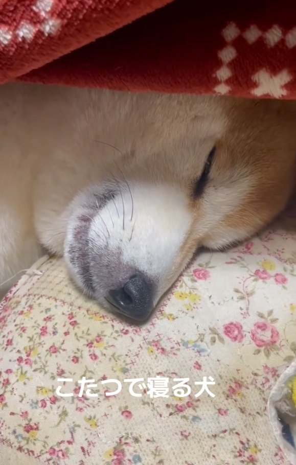 まったく起きないまめ太くん