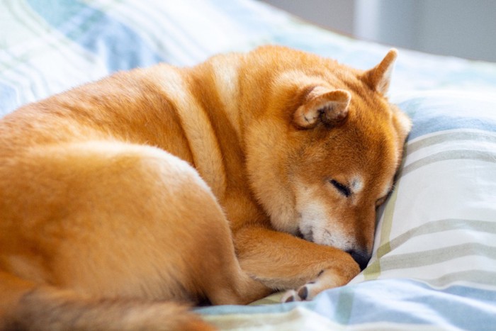 丸まって眠る柴犬