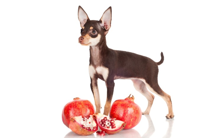 ザクロのそばに立っている犬