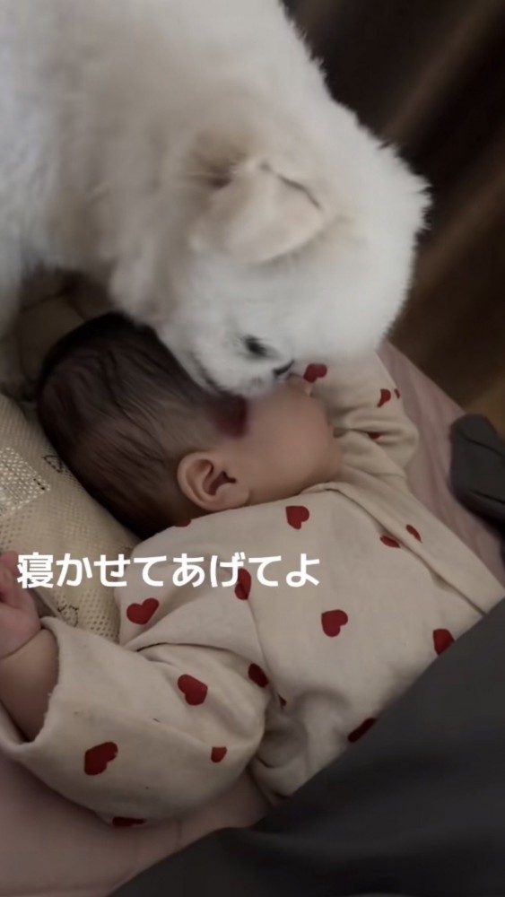 赤ちゃんの頭を舐める犬