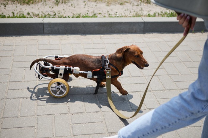 車いすで散歩する犬