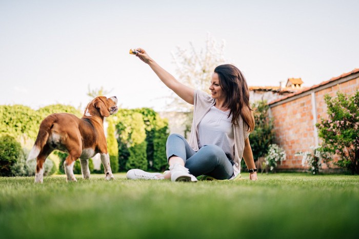 遊んでいる犬と女性