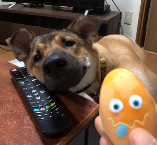 机の角に顔をあてる犬