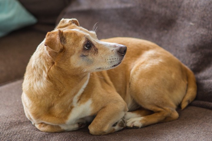 ソファーの上で丸まる犬