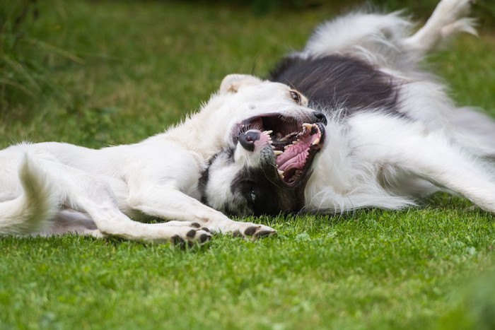 芝生に転がってじゃれ合う二頭の犬