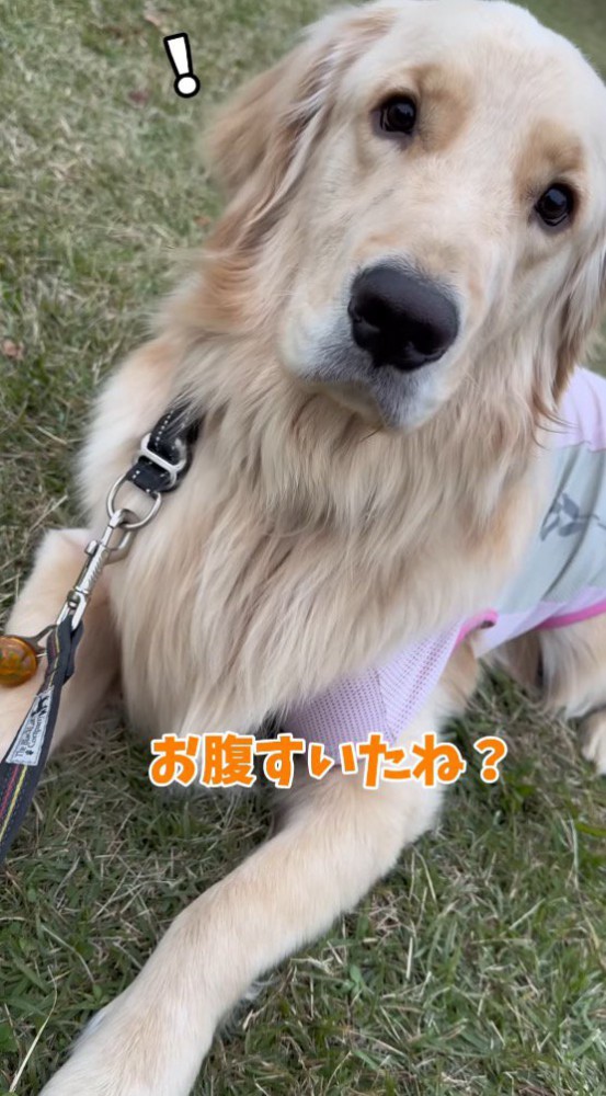 「ごはん」という言葉に反応して女性を見つめる犬