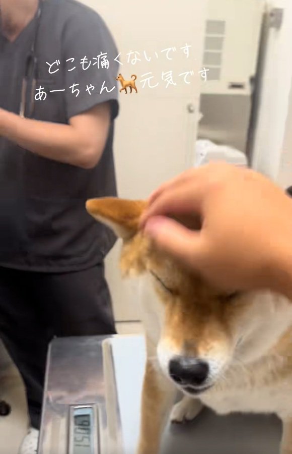 ママに撫でられるあーちゃん