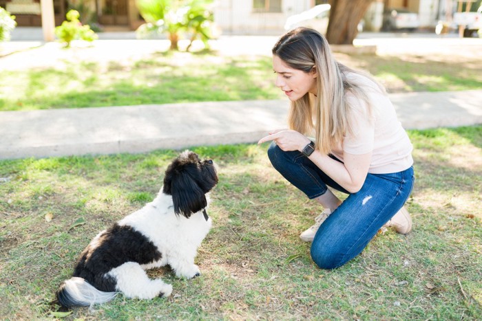 女性に怒鳴られる犬