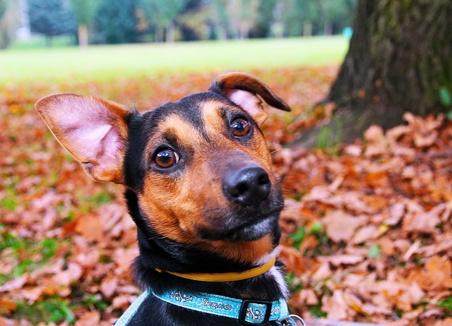 落ち葉をバックにこちらを見ている犬