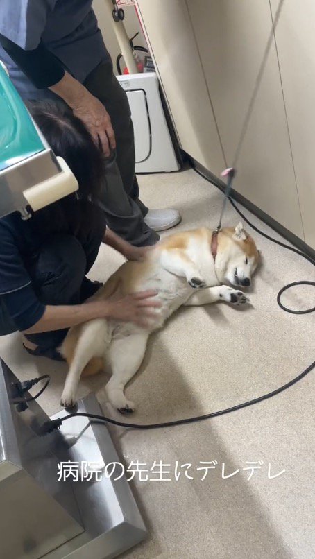 診察室の床に寝転がる犬