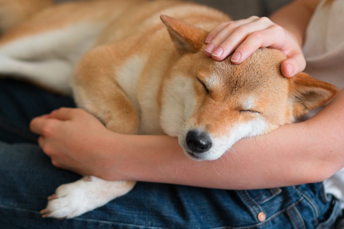 抱っこで頭をなでられながらくつろいでいる柴犬