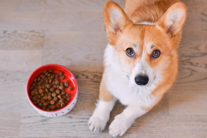 フードボウルの横に伏せてこちらを見上げる犬