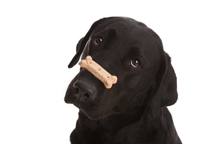 オヤツを鼻に乗せて待つ犬