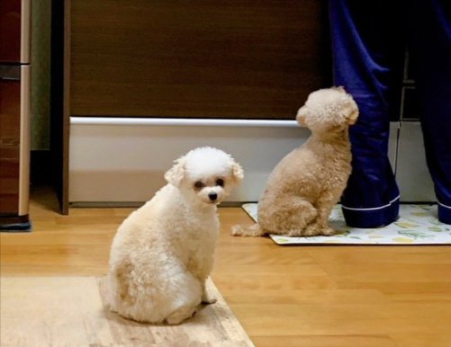 ひつじとくま