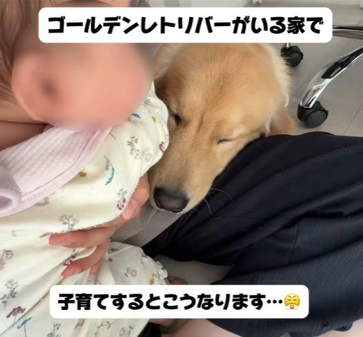 子育て中の家族とこてつ君の日常