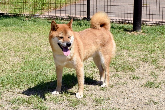 舌を出している犬